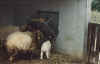 sheep.jpg (25143 bytes)